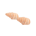 Load image into Gallery viewer, SALT &amp; PEPPER SHELL
